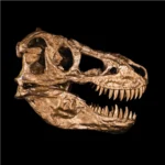 Precise 1:1 cast of Tyrannosaurus rex skull, 3d printed, 24k gold Gallery Image