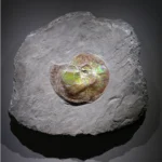 Prehistoric mollusk fossil (Ammonite, Placenticeras costatum) with rare organic gemstone cover, circa 154 mln years old, North America Gallery Image