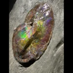 Prehistoric mollusk fossil (Ammonite, Placenticeras costatum) with rare organic gemstone cover, circa 154 mln years old, North America Gallery Image